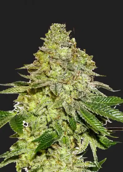 Queen of Sheba by President Seeds, Photoperiod cannabis strain