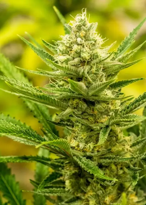 Queen of Soul by Brothers Grimm Seeds, Photoperiod cannabis strain