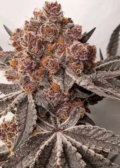 Queen of the South by Relentless Genetics, Photoperiod cannabis strain