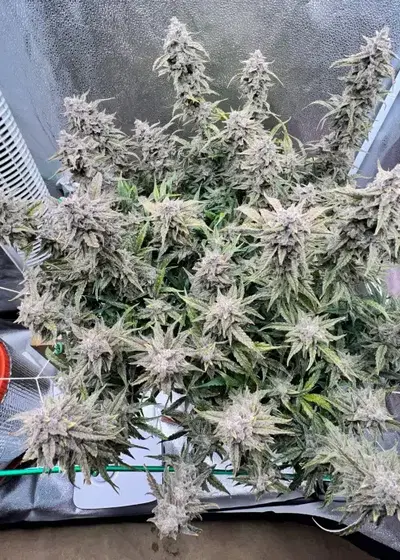 Queens Banner by Night Owl Seeds, Autoflower cannabis strain