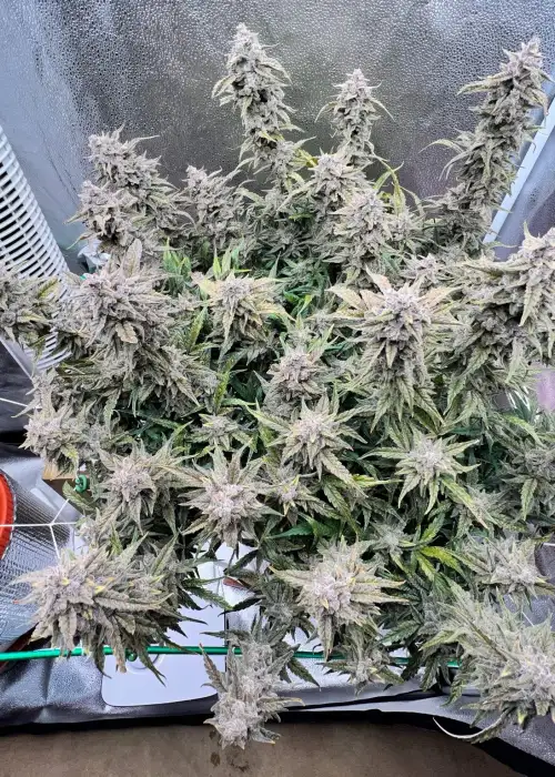 Queens Banner by Night Owl Seeds, Autoflower cannabis strain