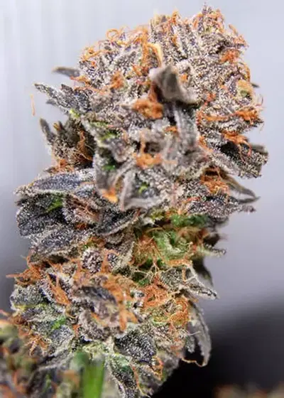 Querkle by TGA Genetics Subcool Seeds, Photoperiod cannabis strain