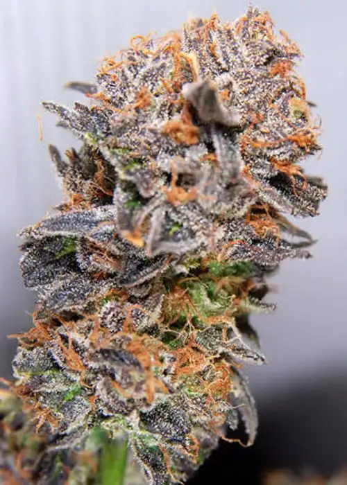 Querkle by TGA Genetics Subcool Seeds, Photoperiod cannabis strain