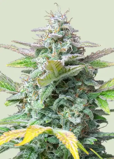 Quick One by Royal Queen Seeds, Autoflower cannabis strain