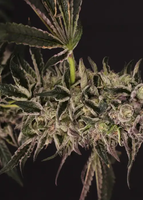 Quick Sherbet by Exotic Seed, Photoperiod cannabis strain