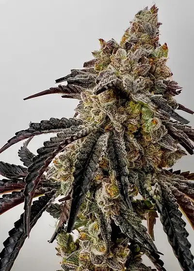 Quikz by Exotic Genetix, Photoperiod cannabis strain