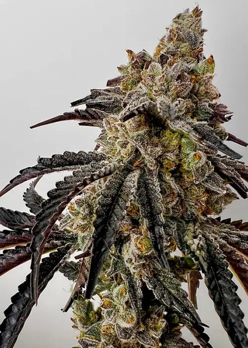 Quikz by Exotic Genetix, Photoperiod cannabis strain