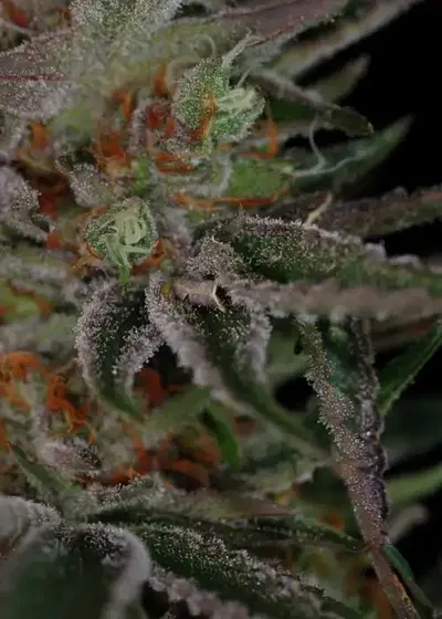 Qush by TGA Genetics Subcool Seeds, Photoperiod cannabis strain