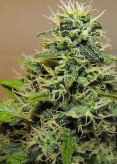 R.K.S. by Reserva Privada, Photoperiod cannabis strain