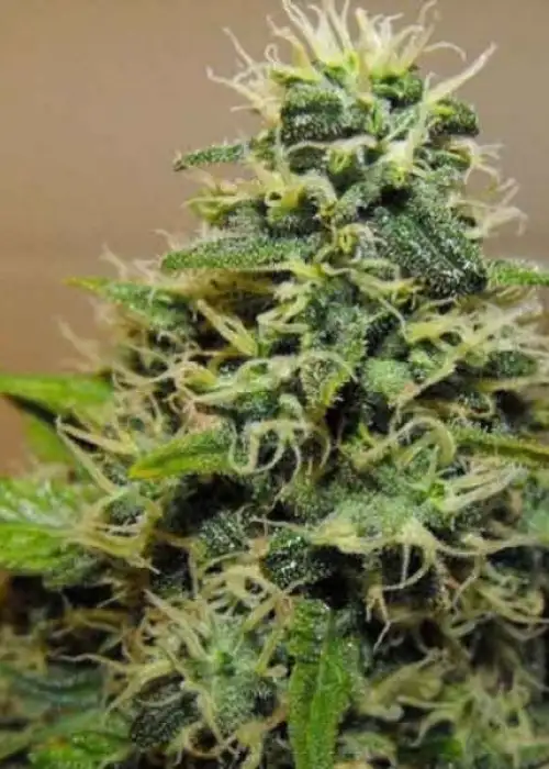 R.K.S. by Reserva Privada, Photoperiod cannabis strain