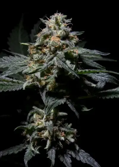 R-Kiem by R-Kiem Seeds, Photoperiod cannabis strain