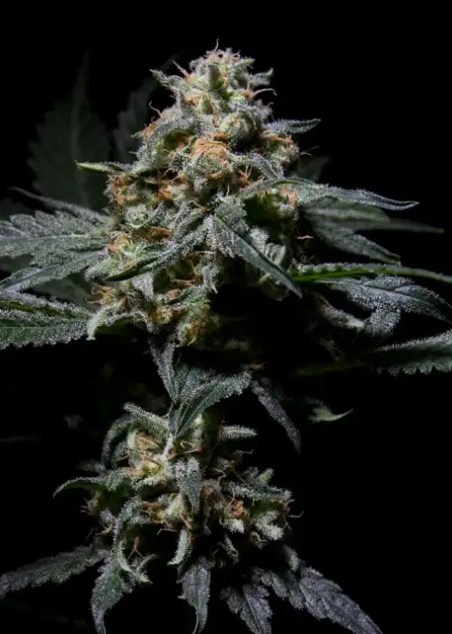 R-Kiem by R-Kiem Seeds, Photoperiod cannabis strain