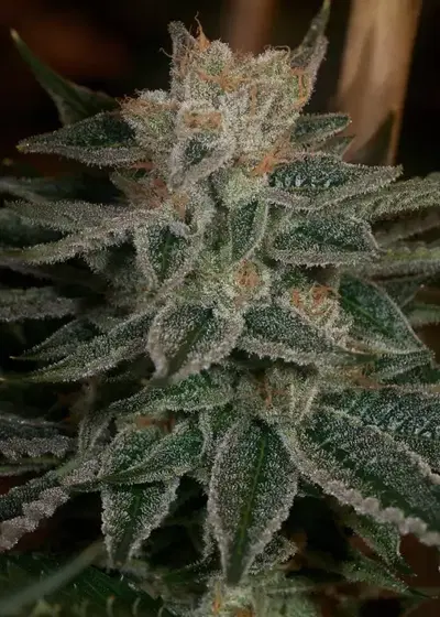 Race Fuel by Archive Seed Bank, Photoperiod cannabis strain