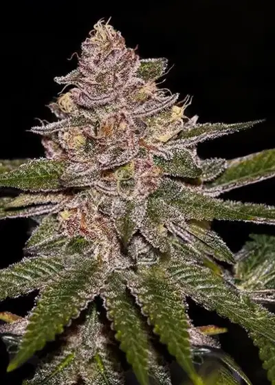 Radical Juice by Ripper Seeds, Photoperiod cannabis strain