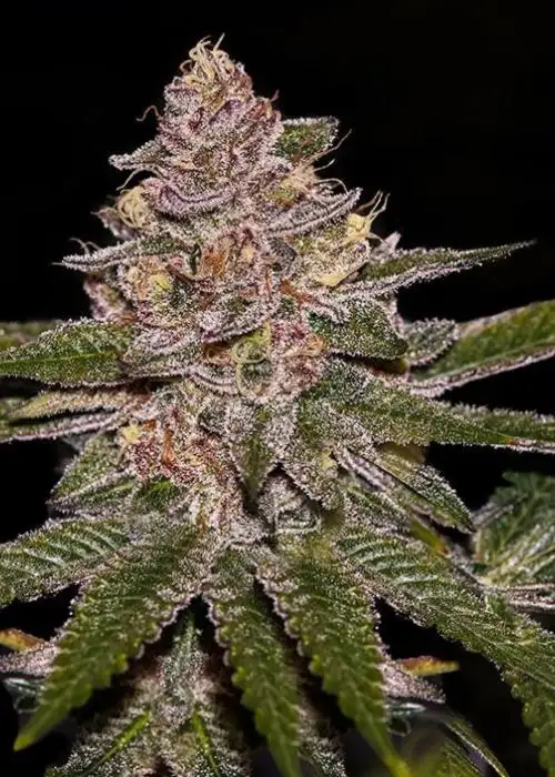 Radical Juice by Ripper Seeds, Photoperiod cannabis strain