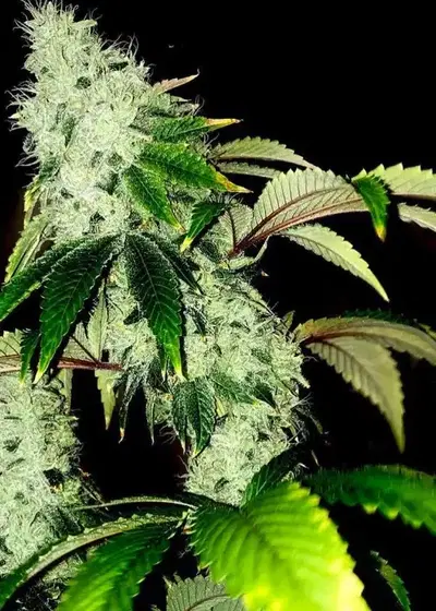 Rage OGK by Mosca Seeds, Photoperiod cannabis strain