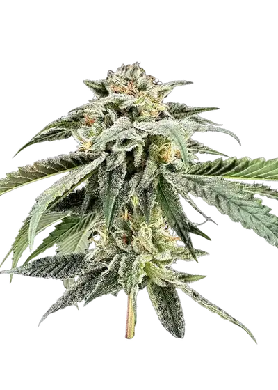 Rainbow Belts x Biscotti by UKHTA Genetics, Photoperiod cannabis strain