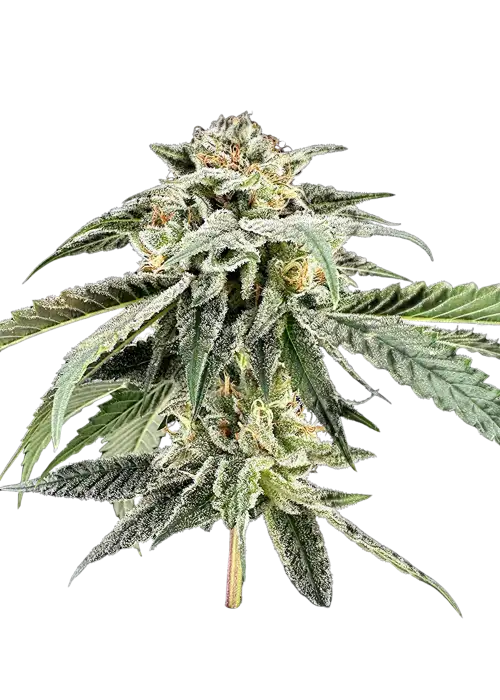 Rainbow Belts x Biscotti by UKHTA Genetics, Photoperiod cannabis strain