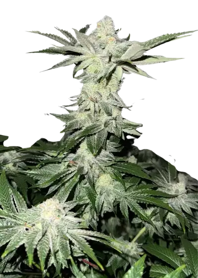 Rainbow Belts x Lemon Tree by UKHTA Genetics, Photoperiod cannabis strain