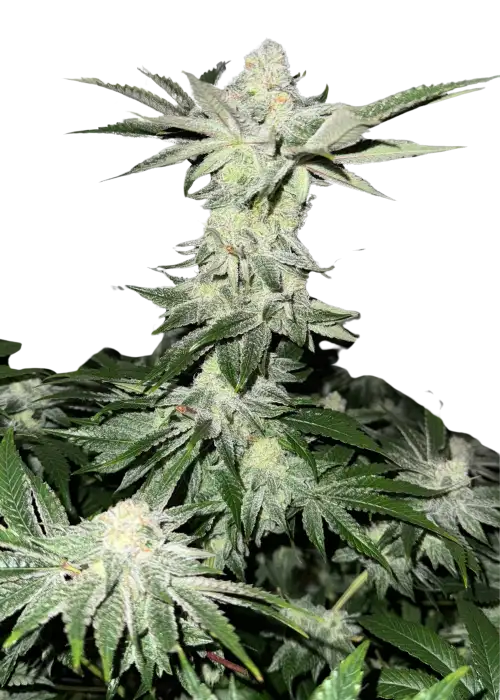 Rainbow Belts x Lemon Tree by UKHTA Genetics, Photoperiod cannabis strain