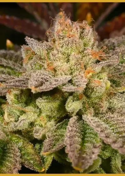 Rainbow Belts by Zamnesia Seeds, Photoperiod cannabis strain