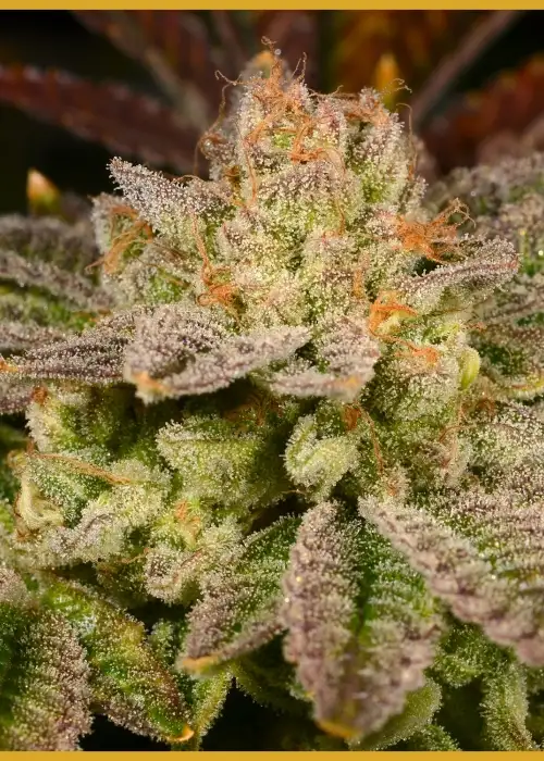 Rainbow Belts by Zamnesia Seeds, Photoperiod cannabis strain
