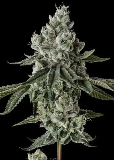 Rainbow Berries by Raw Genetics, Photoperiod cannabis strain