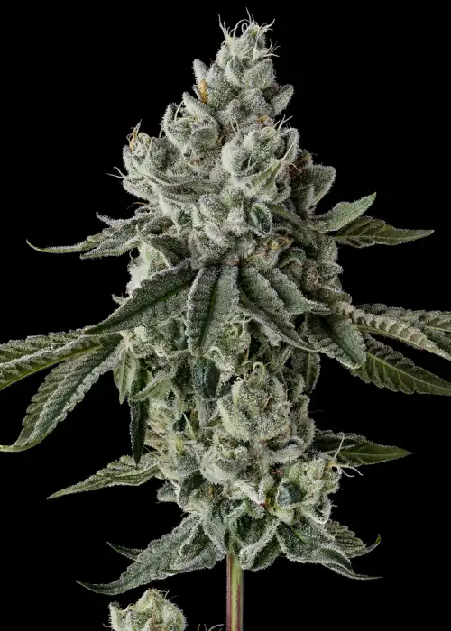 Rainbow Berries by Raw Genetics, Photoperiod cannabis strain