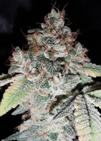 Rainbow Cake by Pheno Finder Seeds, Photoperiod cannabis strain