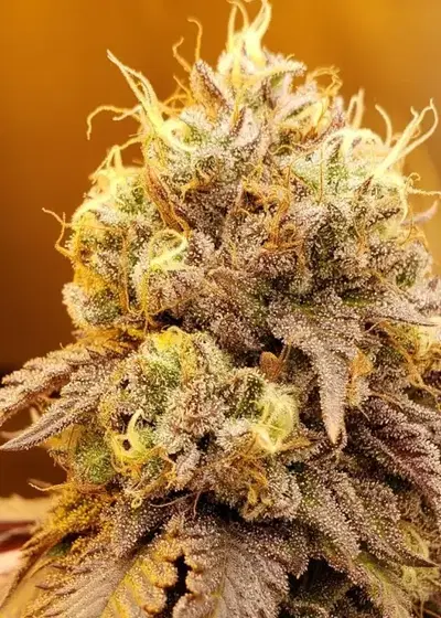 Rainbow Chip by Exotic Genetix, Photoperiod cannabis strain