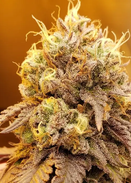 Rainbow Chip by Exotic Genetix, Photoperiod cannabis strain