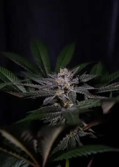 Rainbow Flakes by Positronics Seeds, Photoperiod cannabis strain