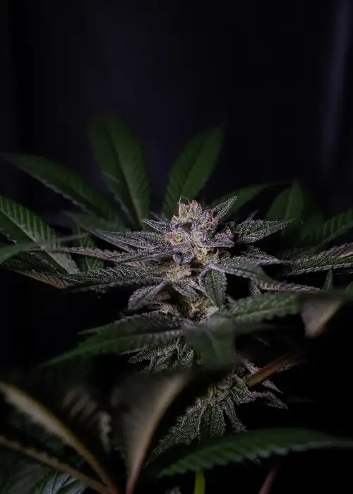 Rainbow Flakes by Positronics Seeds, Photoperiod cannabis strain