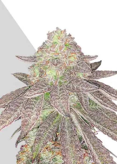 Rainbow Glue by BSB Genetics, Photoperiod cannabis strain