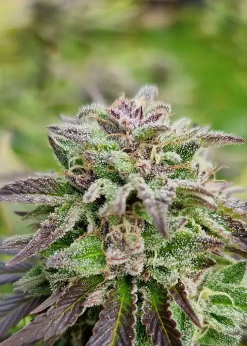 Rainbow Homocaust by Fair Seeds, Photoperiod cannabis strain