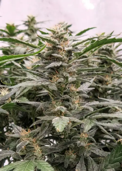 Rainbow Kush Autoflower by Coastal Mary Seeds, Autoflower cannabis strain