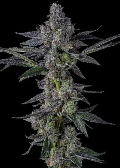 Rainbow Pave by Compound Genetics, Photoperiod cannabis strain