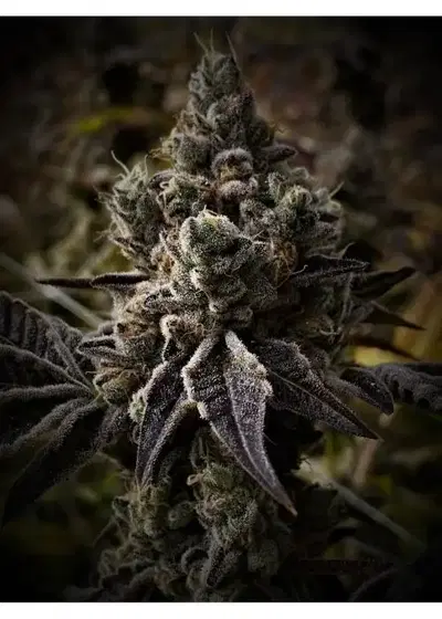 Rainbow Rocket BX2 by 7 East Genetics, Photoperiod cannabis strain