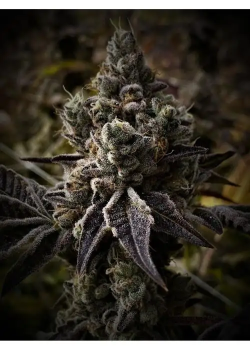 Rainbow Rocket BX2 by 7 East Genetics, Photoperiod cannabis strain