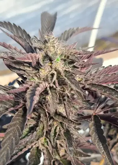 Rainbow Rozay by Relentless Genetics, Photoperiod cannabis strain