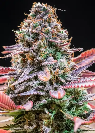 Rainbow Runtz by Wizard Trees, Photoperiod cannabis strain