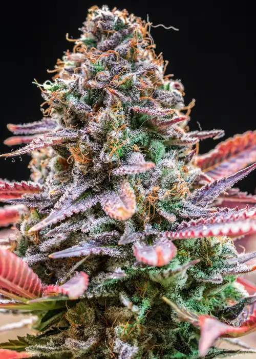 Rainbow Runtz by Wizard Trees, Photoperiod cannabis strain