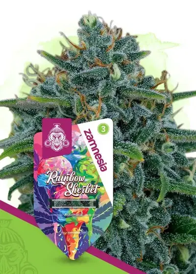 Rainbow Sherbet Automatic by Zamnesia Seeds, Autoflower cannabis strain