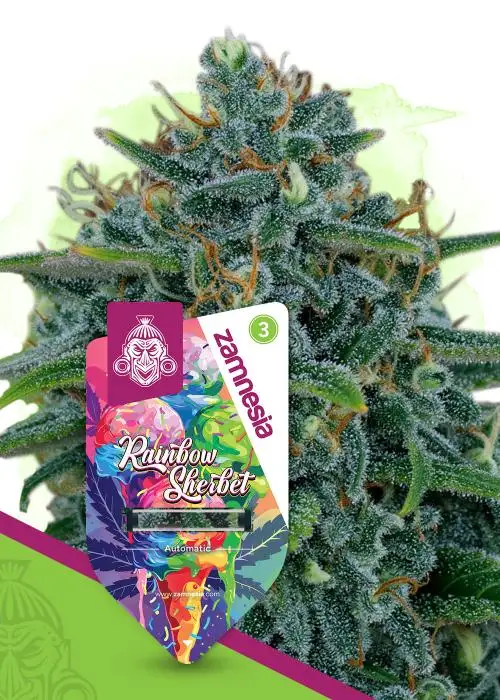 Rainbow Sherbet Automatic by Zamnesia Seeds, Autoflower cannabis strain