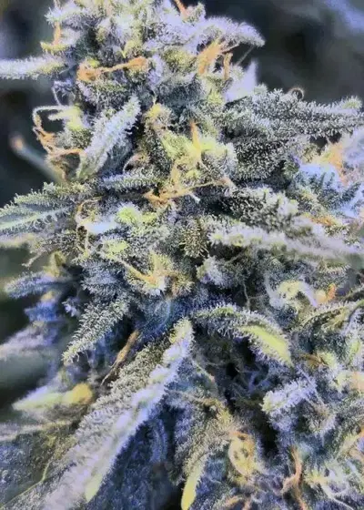 Rainbow Six by Speedrun Seeds, Autoflower cannabis strain