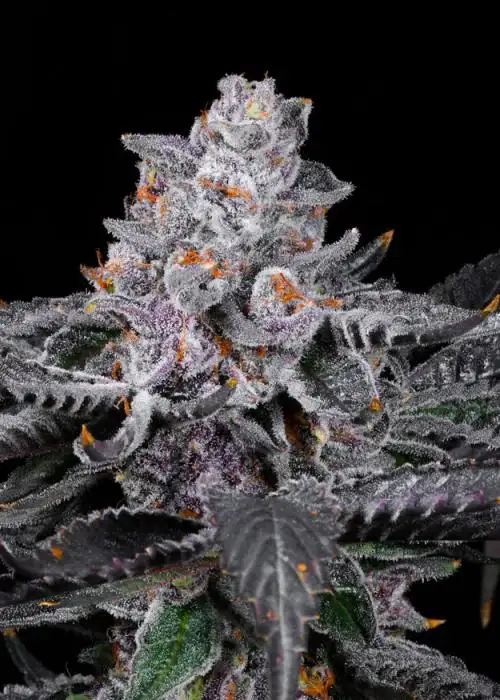 Rainbow Zoap by LIT Farms (Lost In Translation), Photoperiod cannabis strain