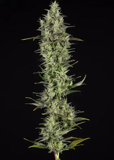 Rainbows by BSF Seeds, Photoperiod cannabis strain
