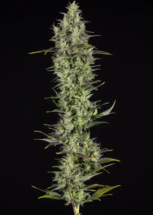 Rainbows by BSF Seeds, Photoperiod cannabis strain