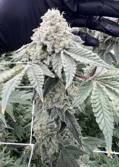 RainDough cannabis strain