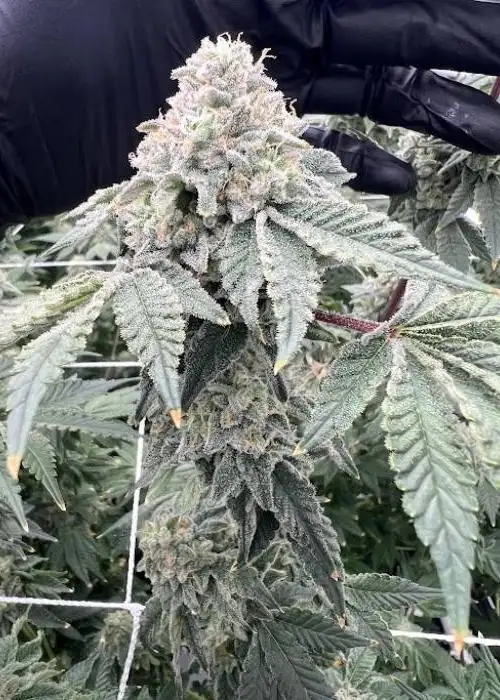 RainDough by Raw Genetics, Photoperiod cannabis strain